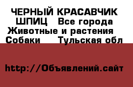 ЧЕРНЫЙ КРАСАВЧИК ШПИЦ - Все города Животные и растения » Собаки   . Тульская обл.